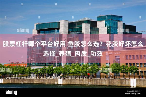 股票杠杆哪个平台好用 鱼胶怎么选？花胶好坏怎么选择_养殖_肉质_功效
